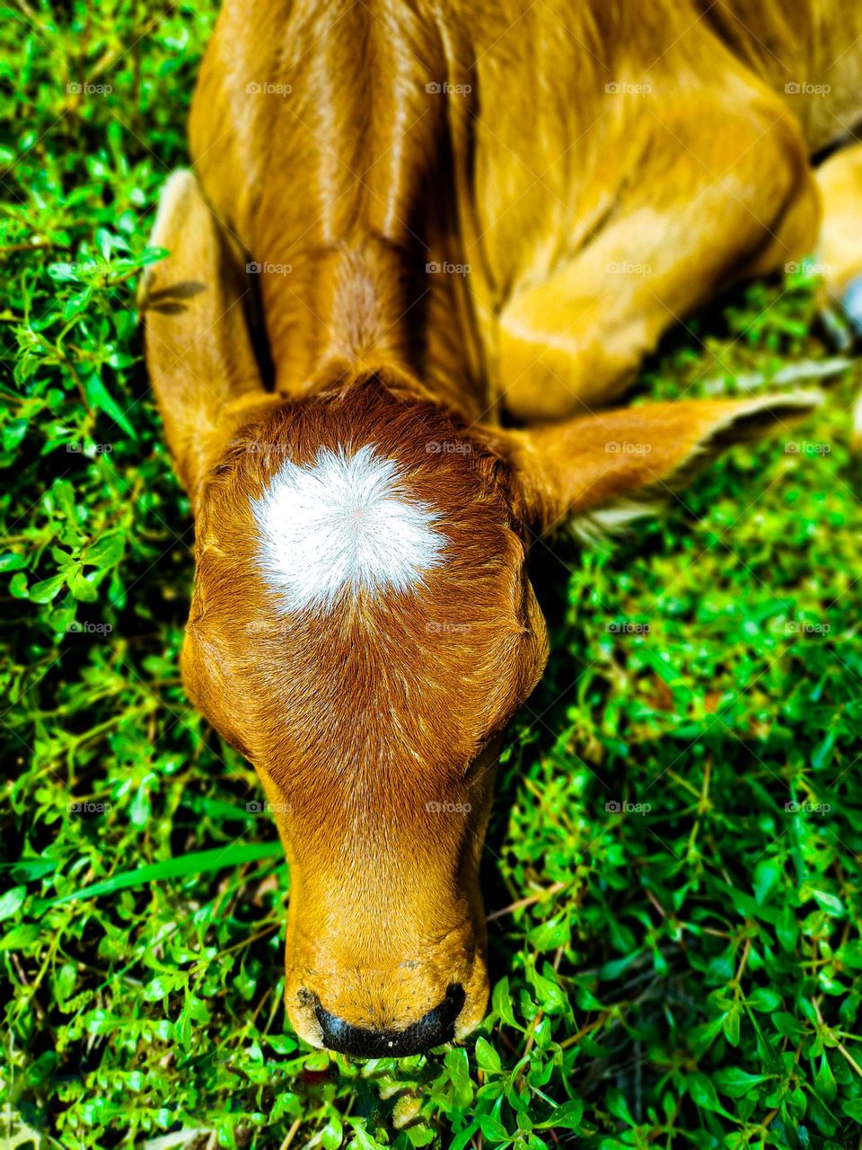 This calf is ours.  I took photos of this calf.  Calf survival is very beautiful.  There is a white spot on the forehead.  So the animal looks very beautiful.