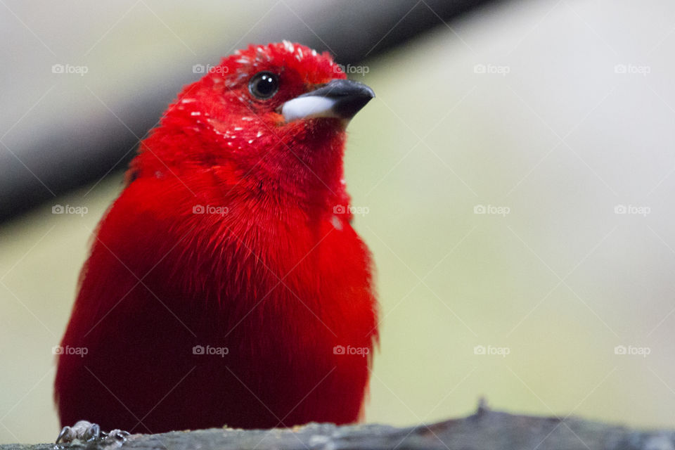 Close-up of a red bird