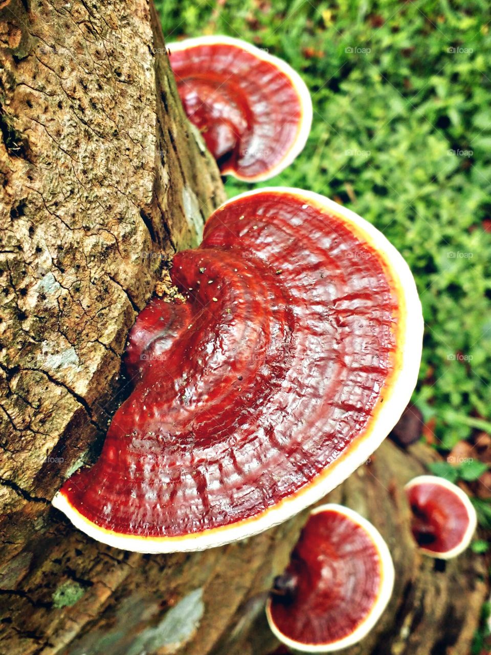 fungus