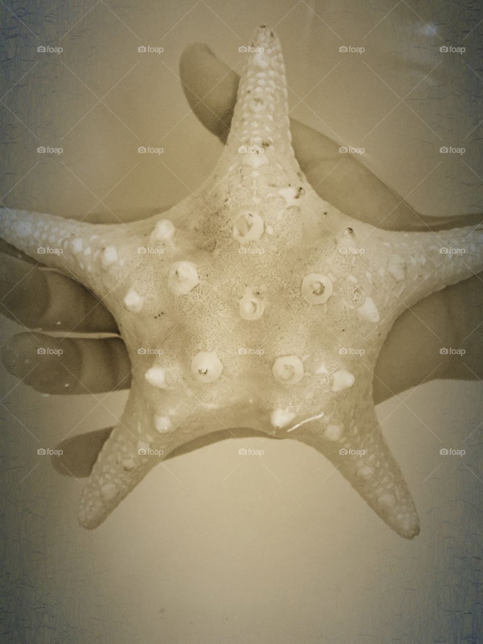 Starfish. Starfish