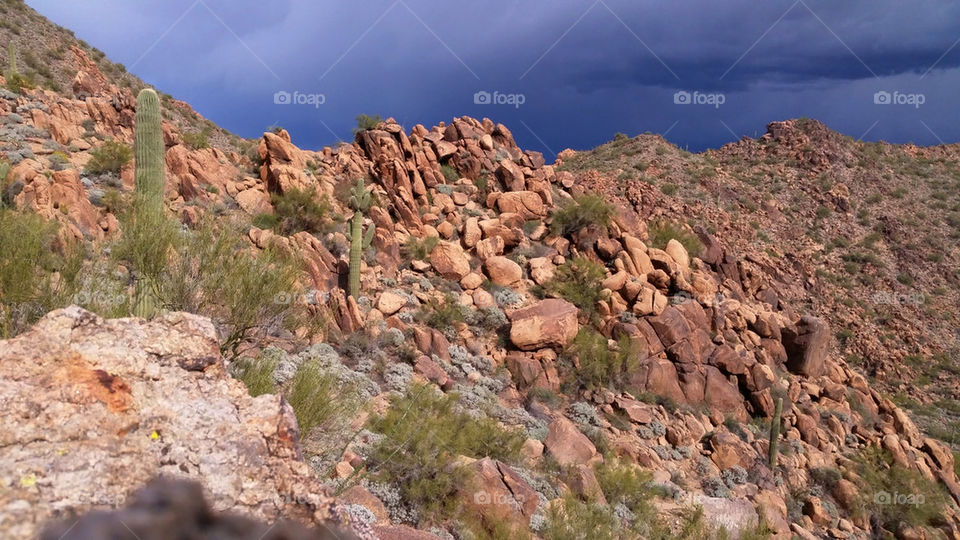 Desert Landscape