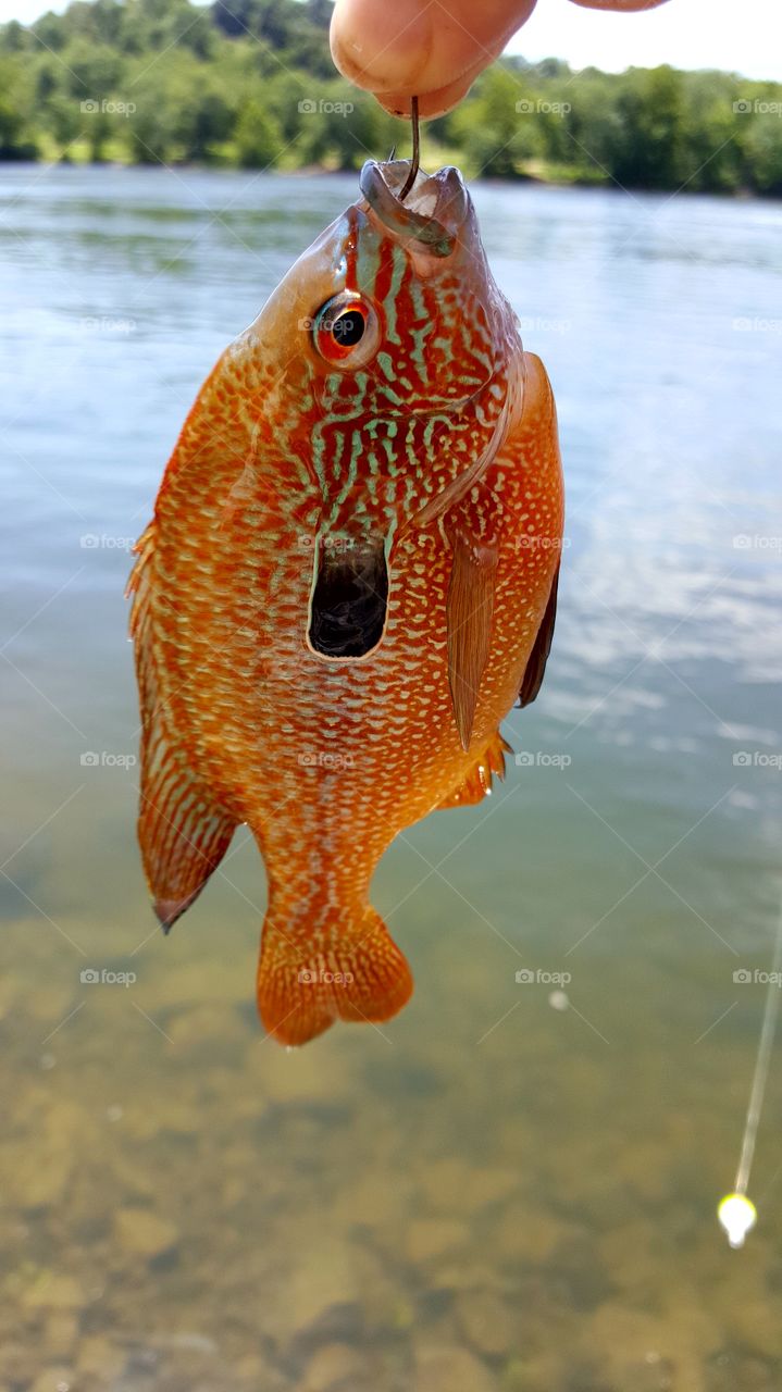 Osage River Bluegill