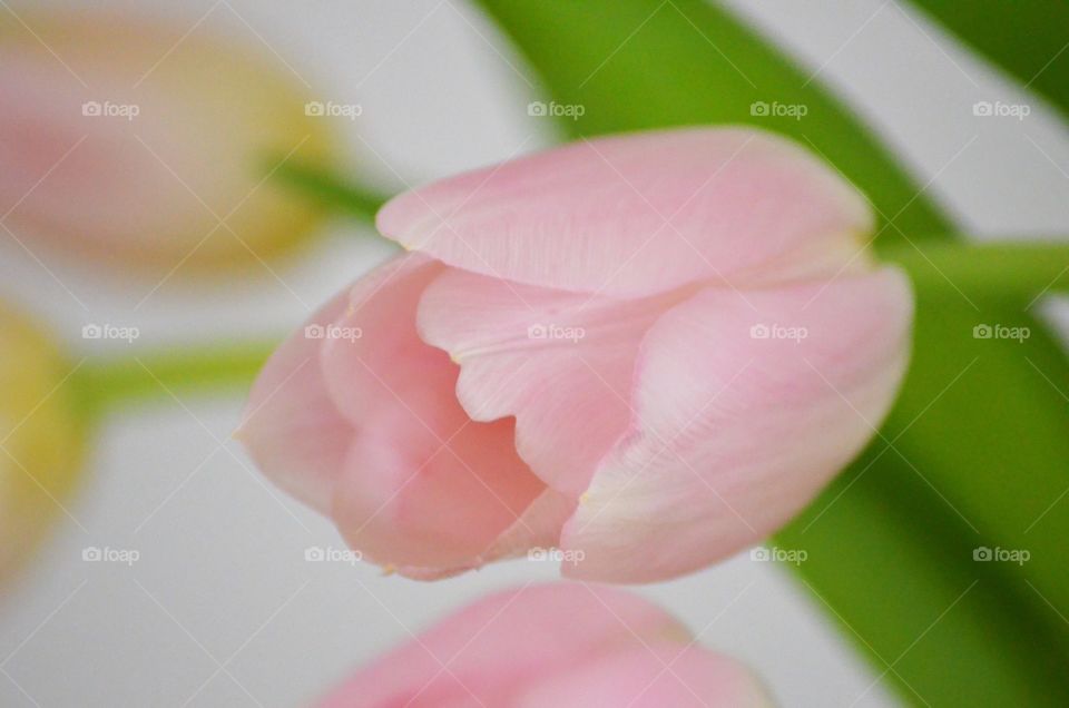 Tulips from the garden