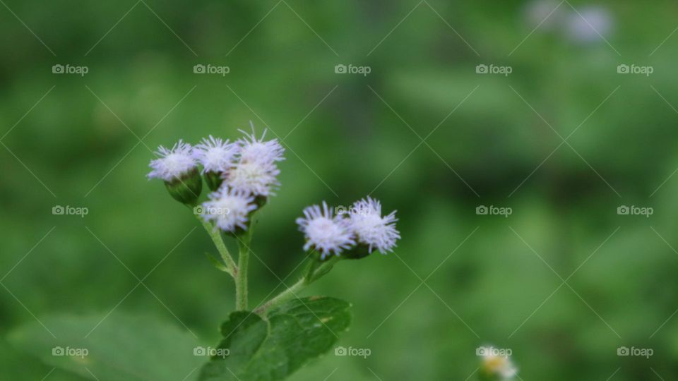 Bandotan or Wedusan is a type of agricultural weed belonging to the Asteraceae tribe. This seasonal herb comes from tropical America, especially Brazil