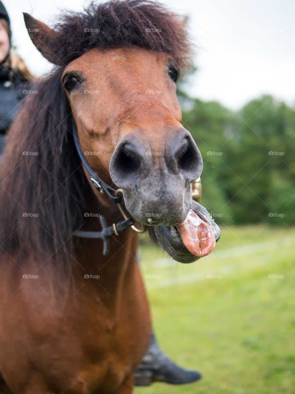 #häst #horse #islandshäst #ryttare #hästtjej #ridning #riding #horsebackriding #barbacka #Lumix Barbackaridning #trav #galopp #skritt #skritta #träns #sommar #sverige #svensksommar #sommarlov #stockholm #sweden #swedishsummer #summer 