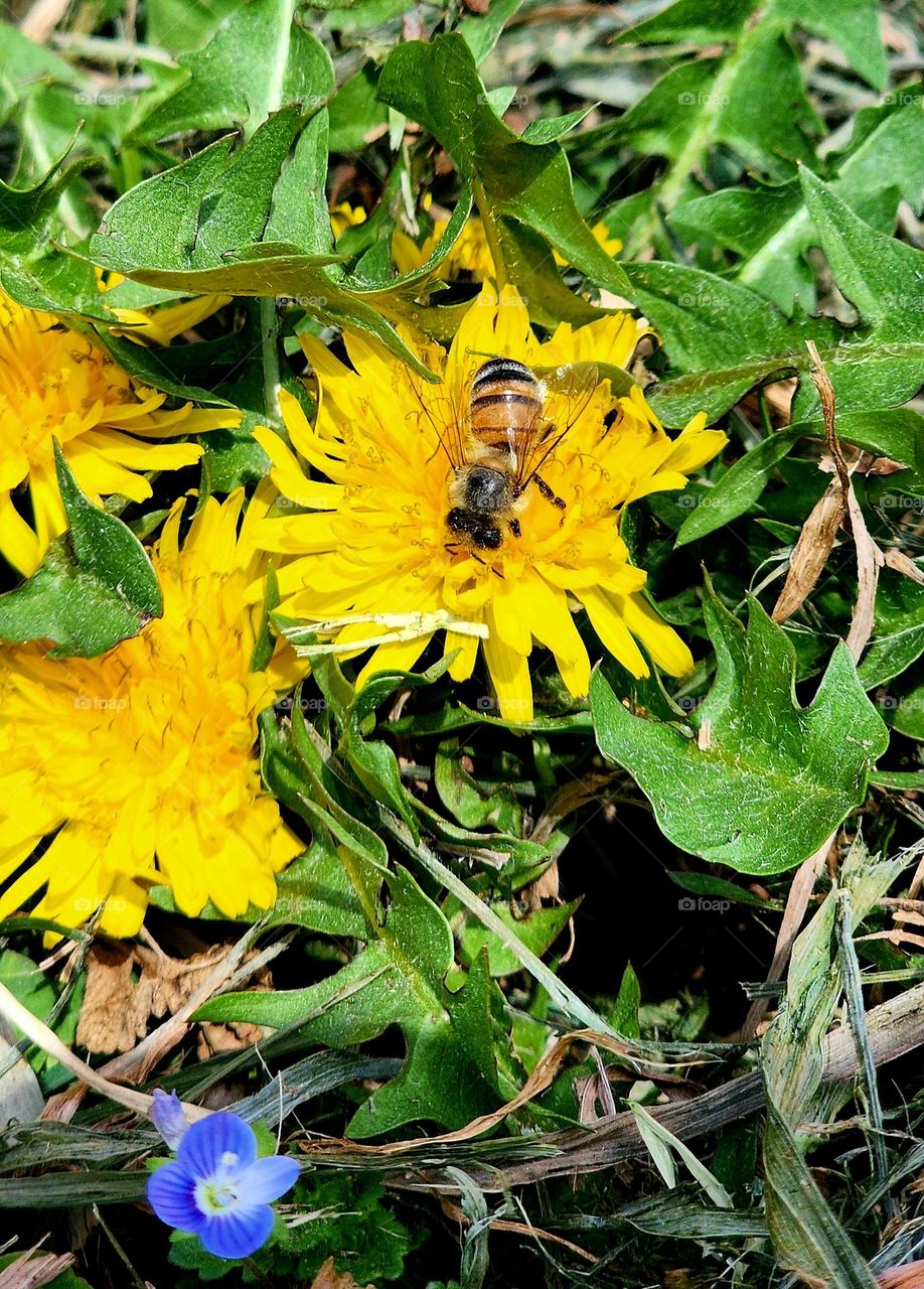 Spring flowers and bees