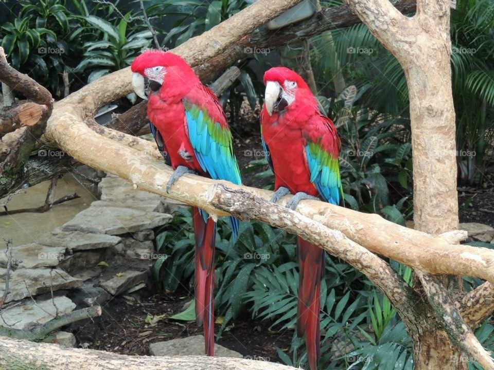 Scarlett Macaws 