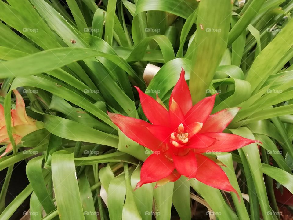 Go crazy with flowers # botanical Garden