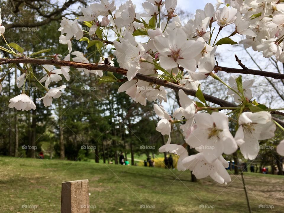 Cherry blossoms 