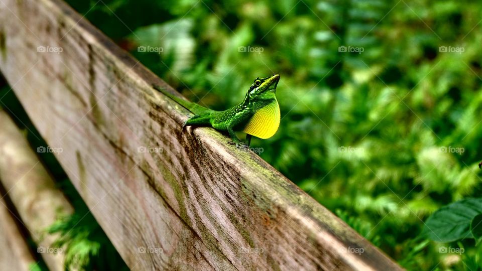 Green Lizard 