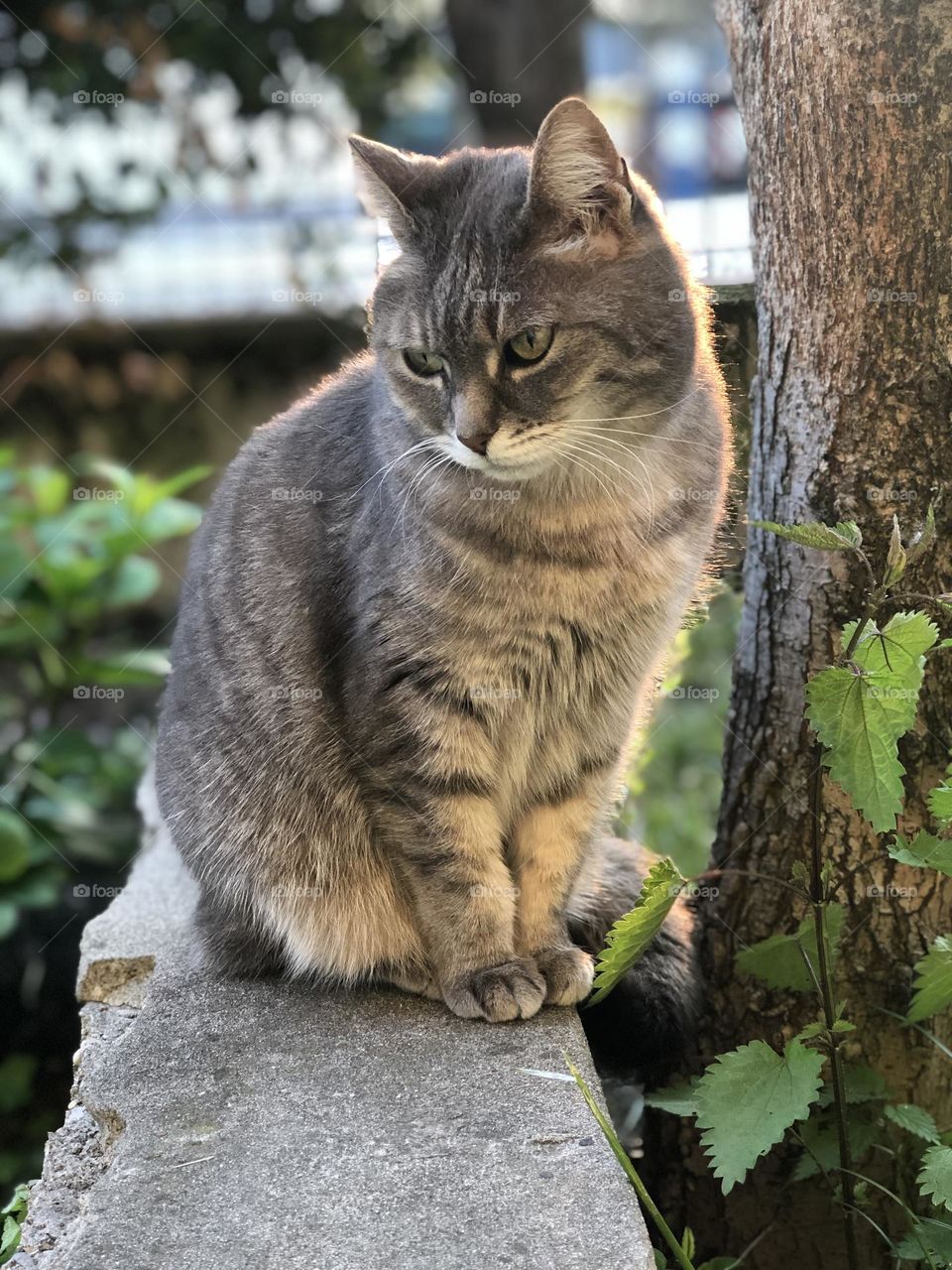 Gray domestic European cat intense gaze, cat in a garden looking at something 