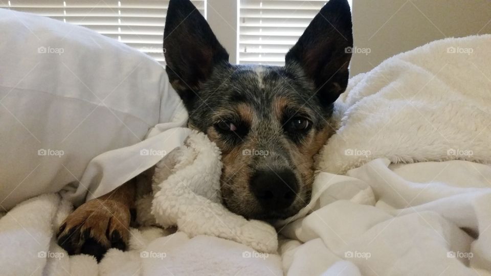 Sleepy dog covered in blanket