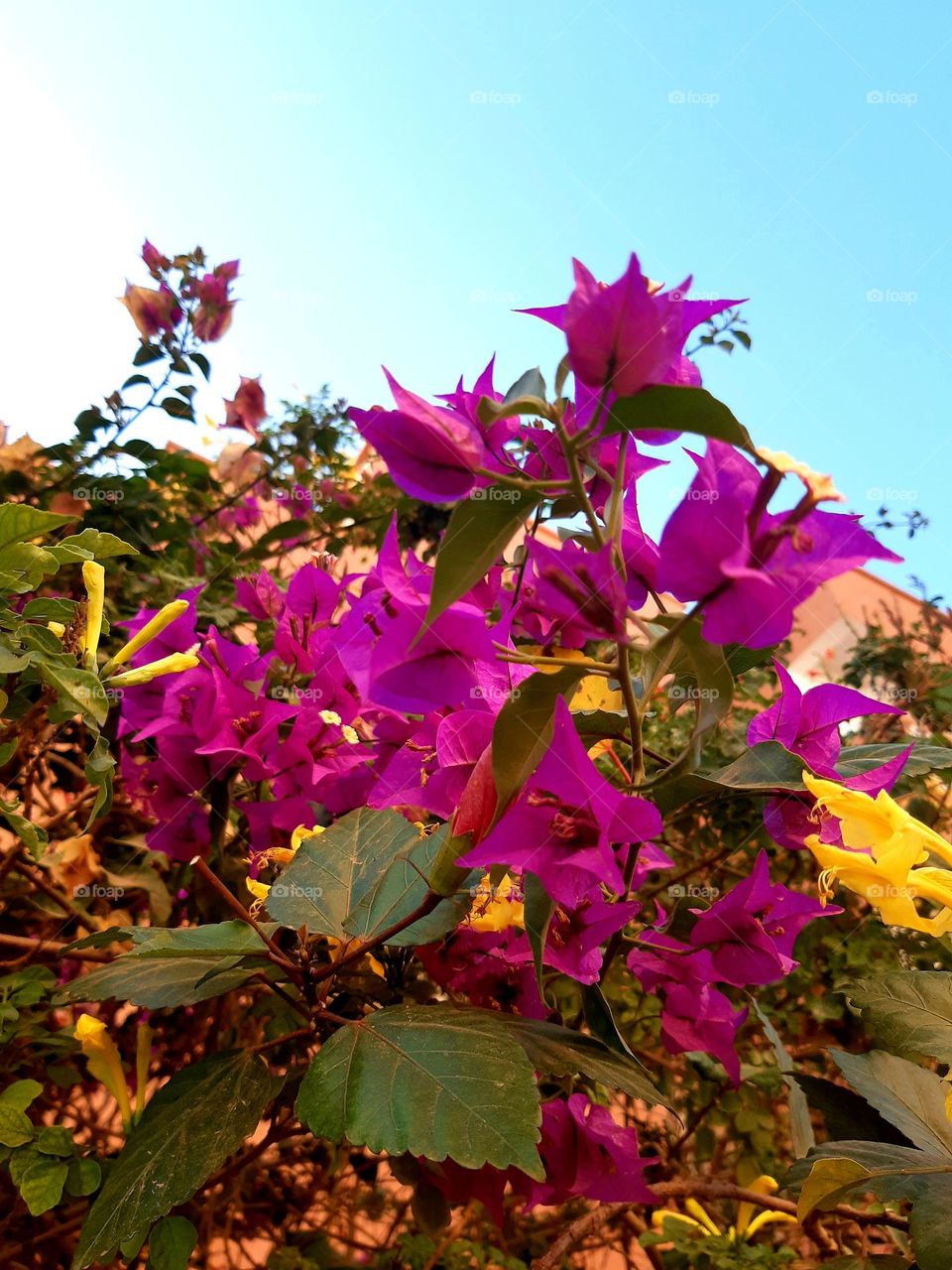 A vibrant display of purple bougainvillea flowers mixed with yellow blossoms, set against a clear blue sky in Casablanca on January 1, 2025.