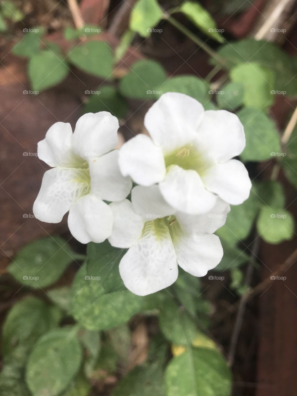 White flower