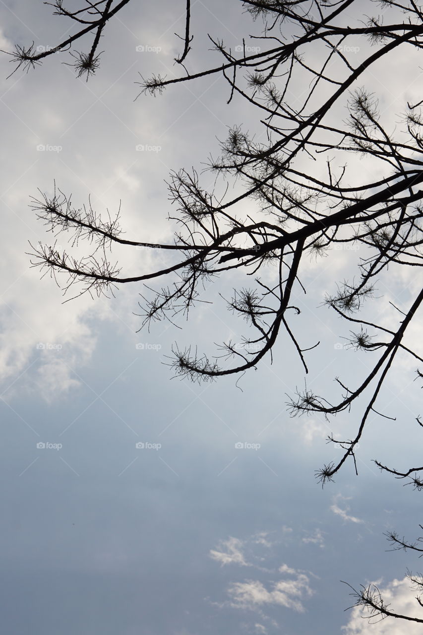 dry branches