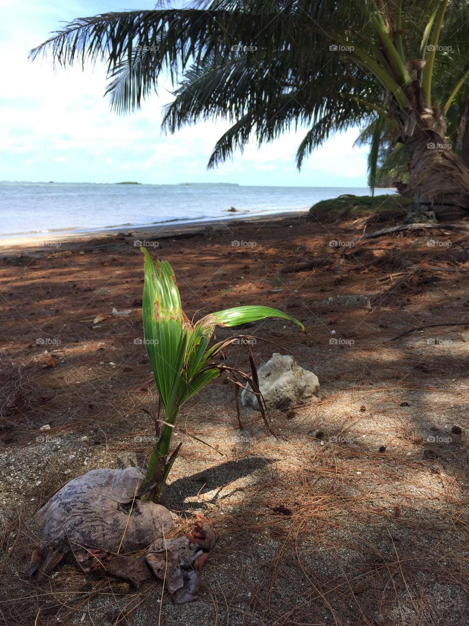 Coconut beach Guam . Baby coconut growing on beach in Guam 