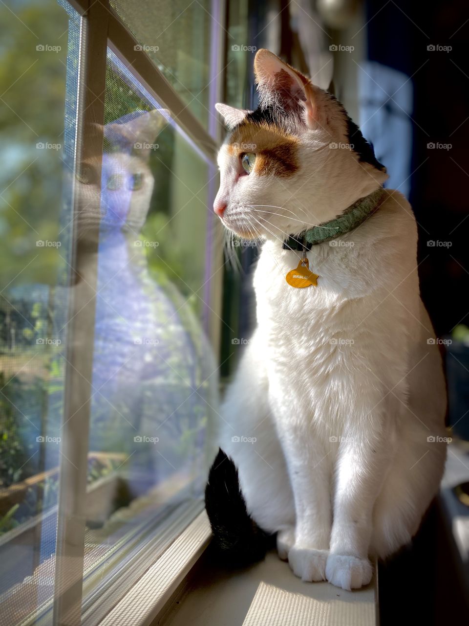 Seriously enjoying my new phone! Bubbles likes being my model. I think she does a good job at it. 