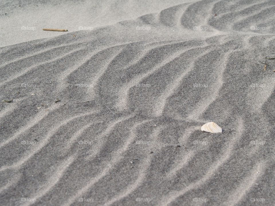 White Shell on Grey Beach