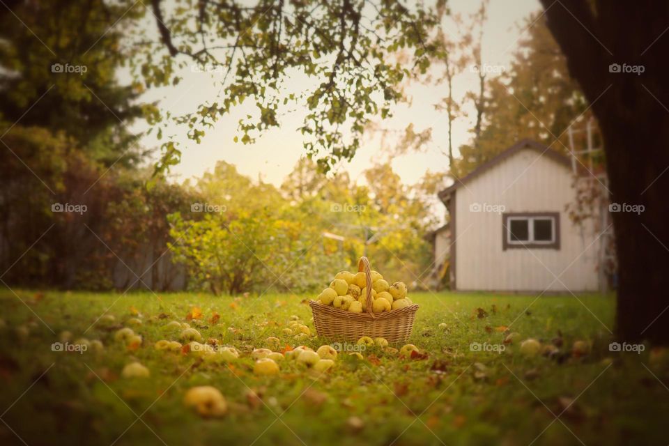 Apples in a basket under a tree at sunset in the garden in autumn