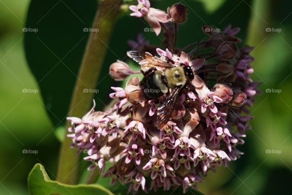 Focused bee 