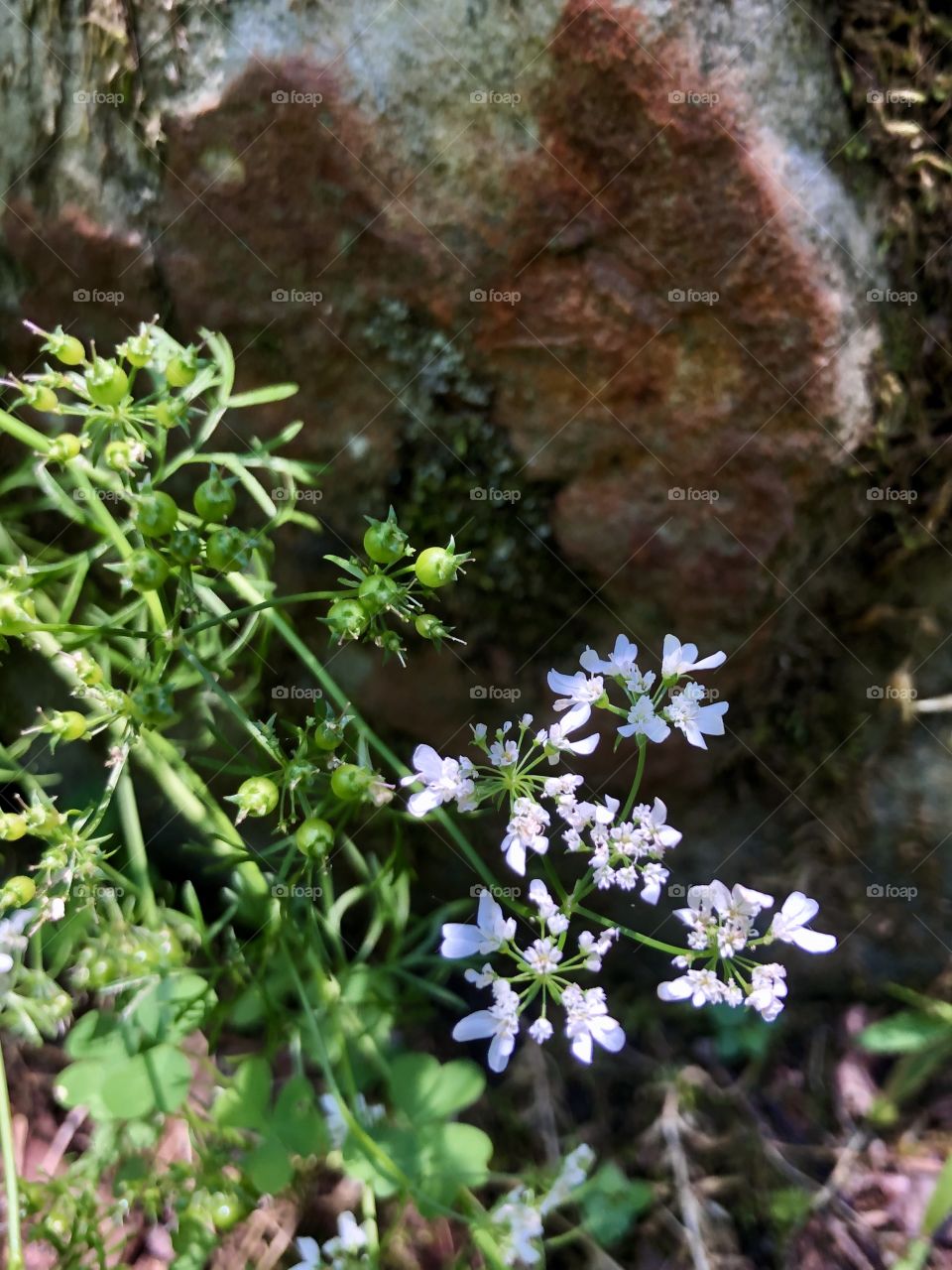 Cilantro going to seed as the season ends
