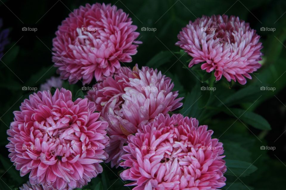 Flowers, pink, chrysanthemums 