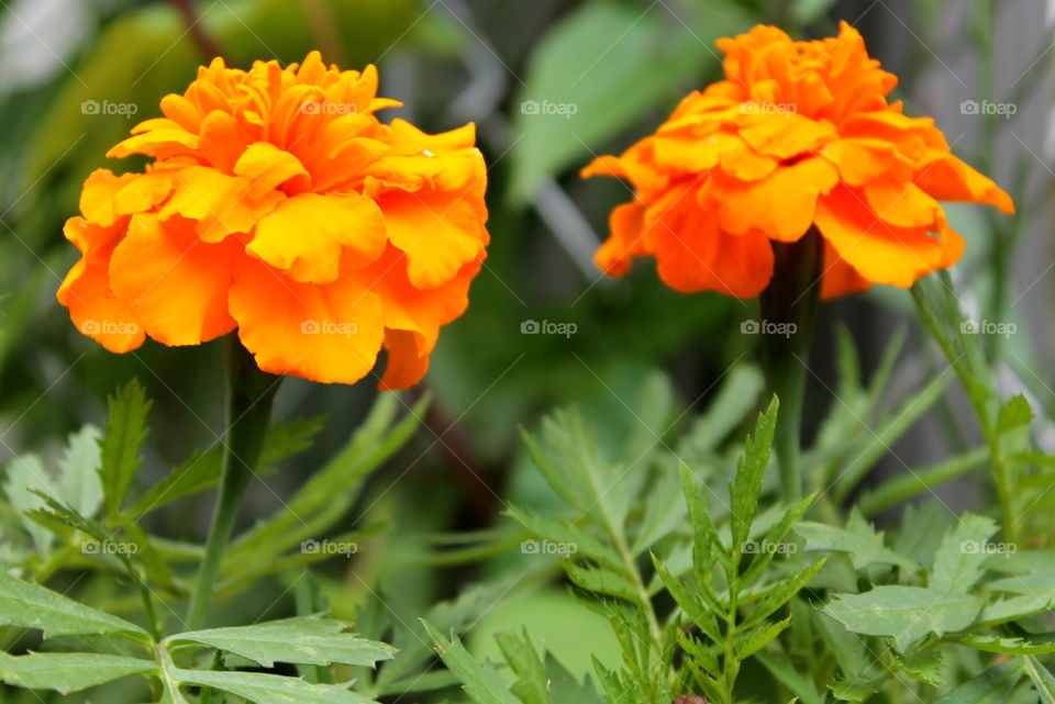 Orange garden flower