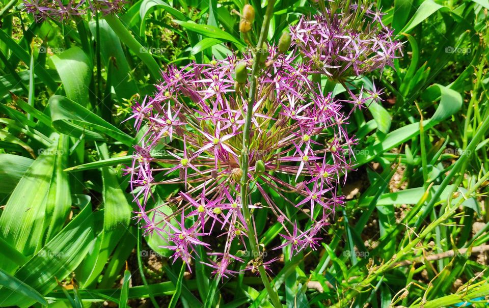 Allium cristophii.