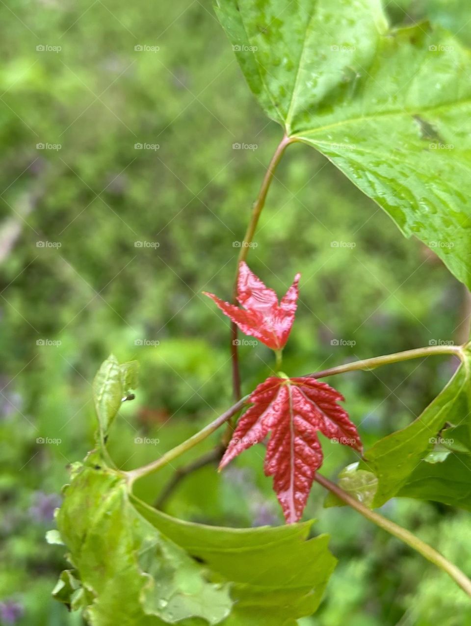 Maple leaves sprouting on a young tree, spring