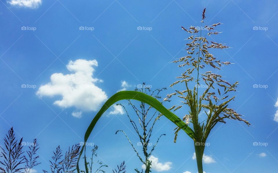 Tall Weed Under a Blue Sky