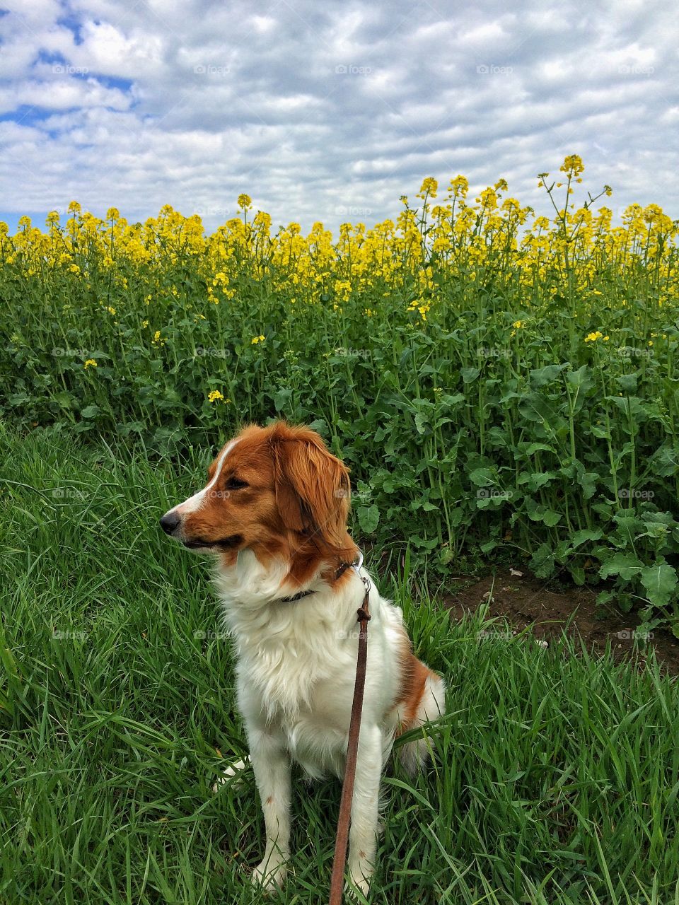 Dog by a field