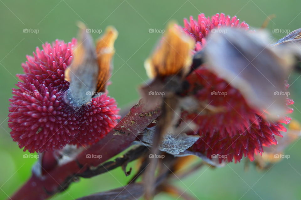 canna seed pods close up