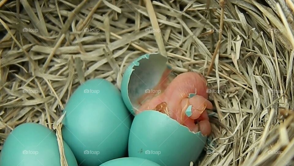 eggs, bird, child-bird,  dry- grass,