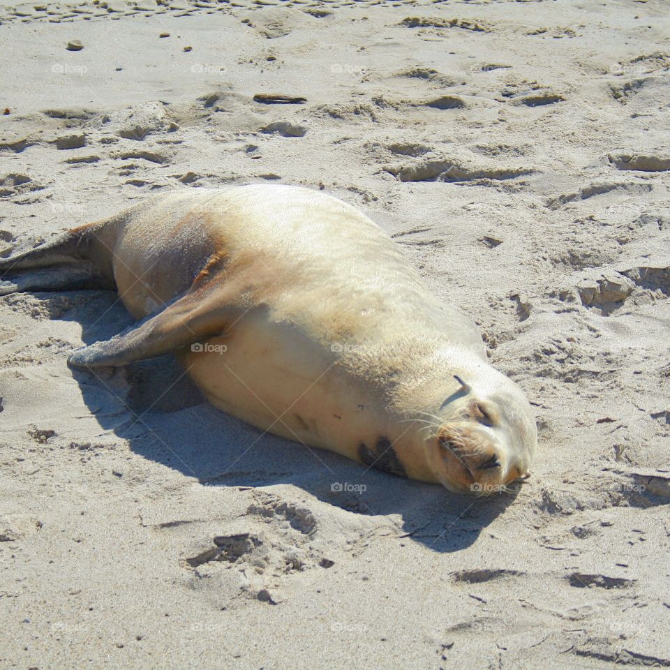 Save the seals: Malibu shore

Insta: picb8photography