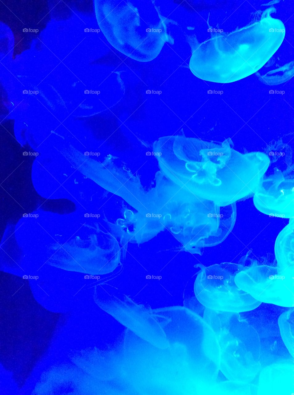 Jellyfish @ California
Science center
