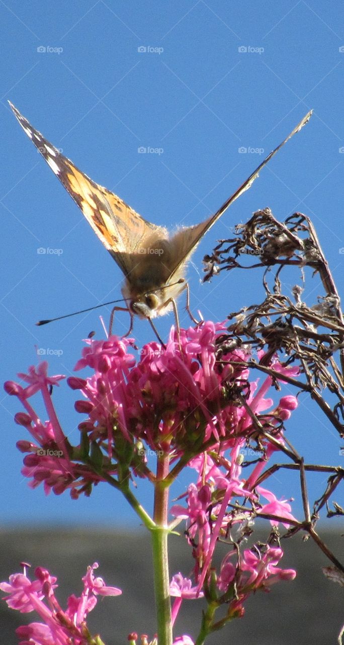 Butterfly perched on a pink flower in bloom. The flower next to the butterfly not so healthy looking. Clever how nature  knows which is the best flower for the pollen🦋
