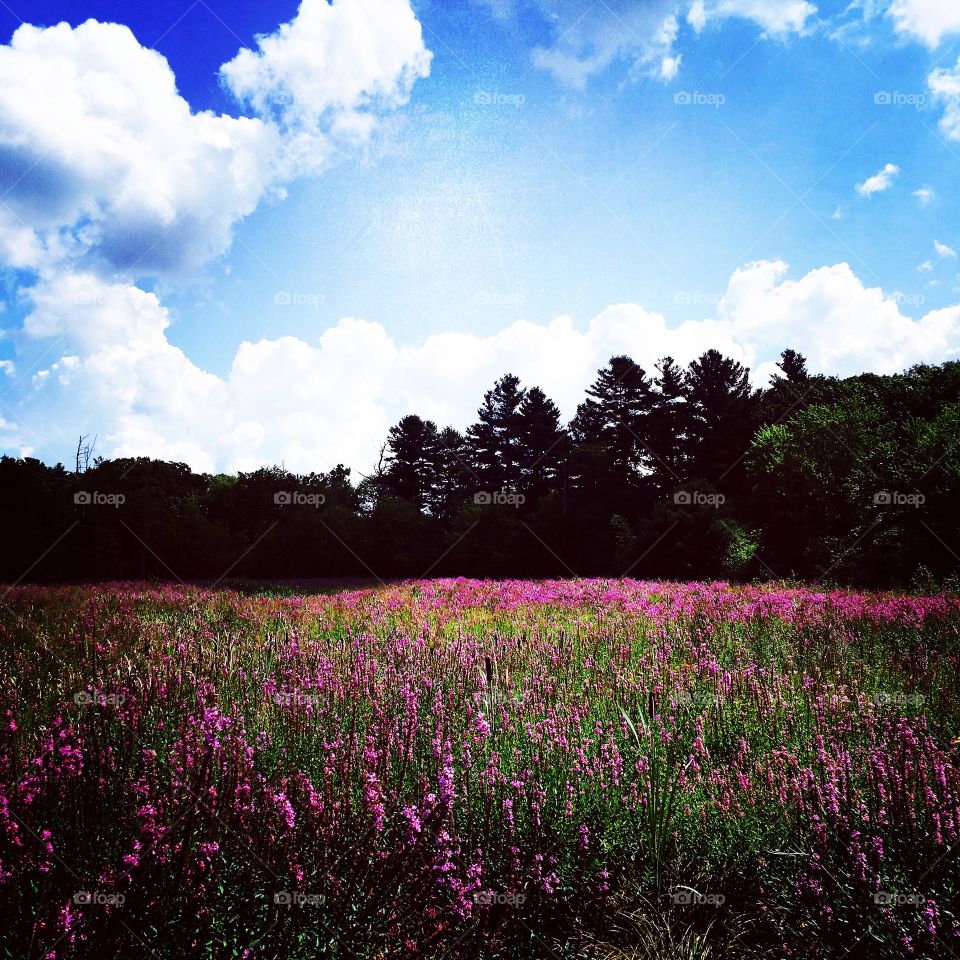 Field of flowers