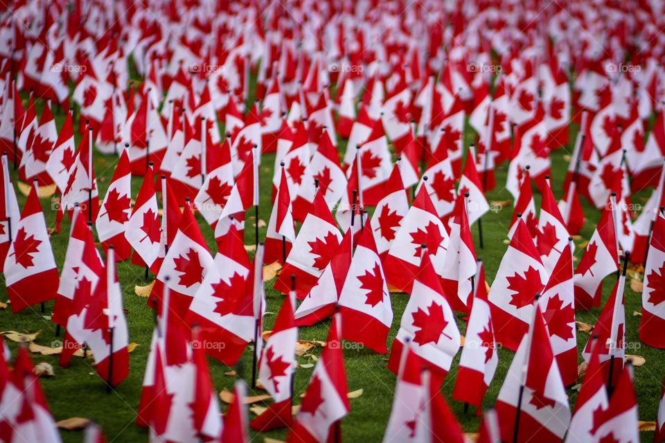 Field full of Canadian flags