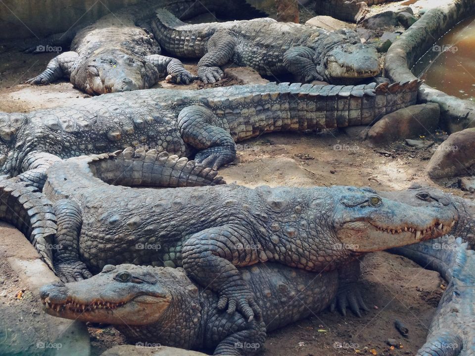 Crocodiles