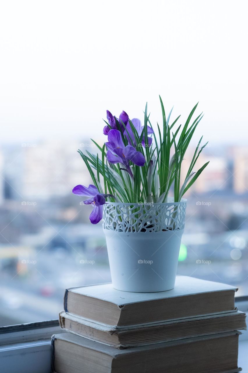 Spring flowers in a pot 