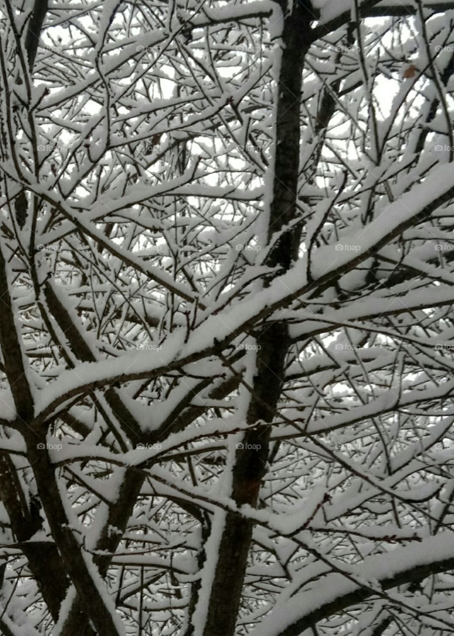Tree, Branch, Nature, No Person, Wood
