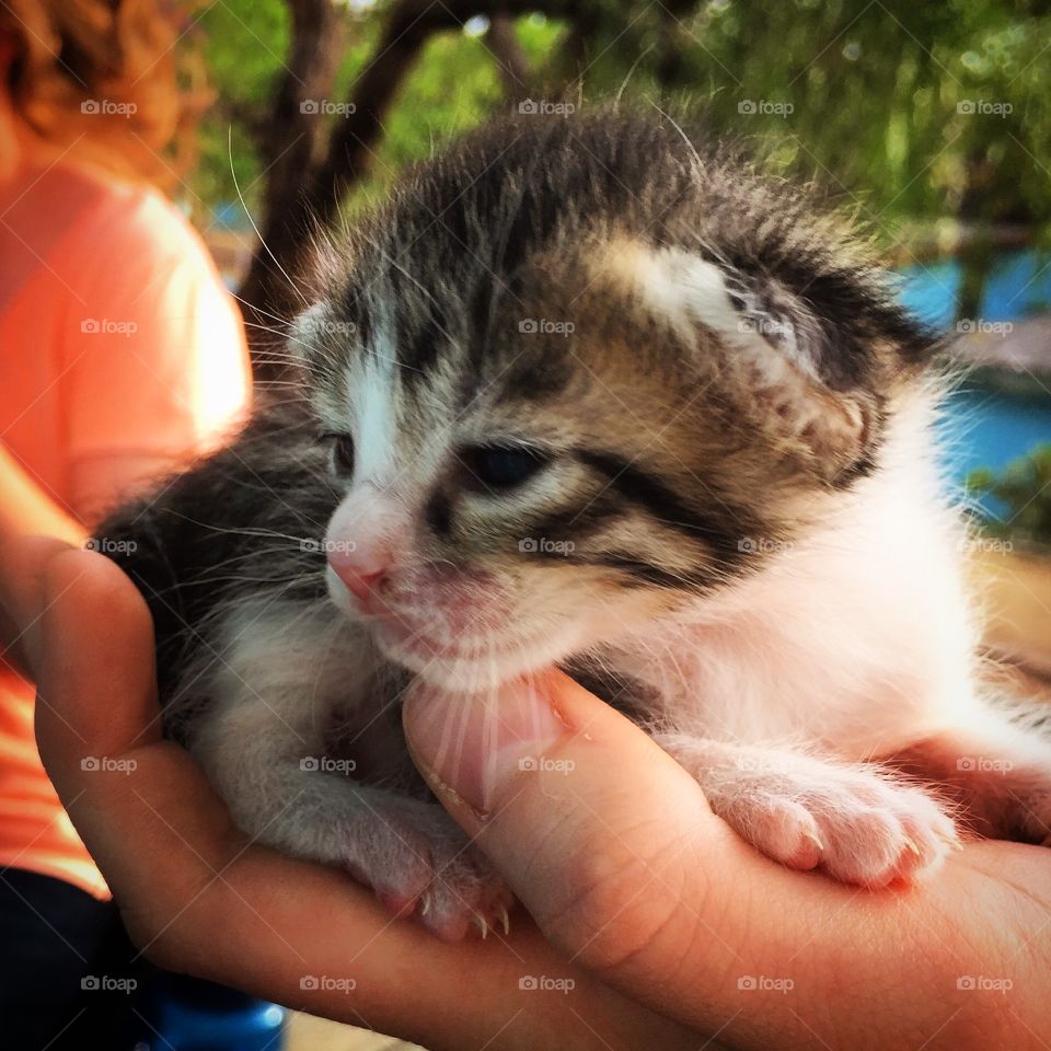 Kitten in Hand. Two-week-old kitten in the palm of my hand