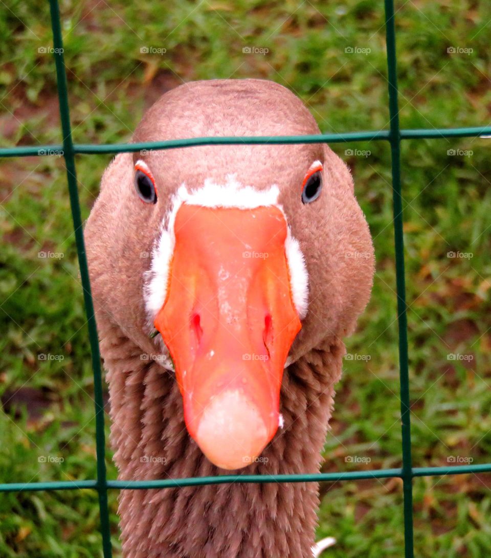 goose