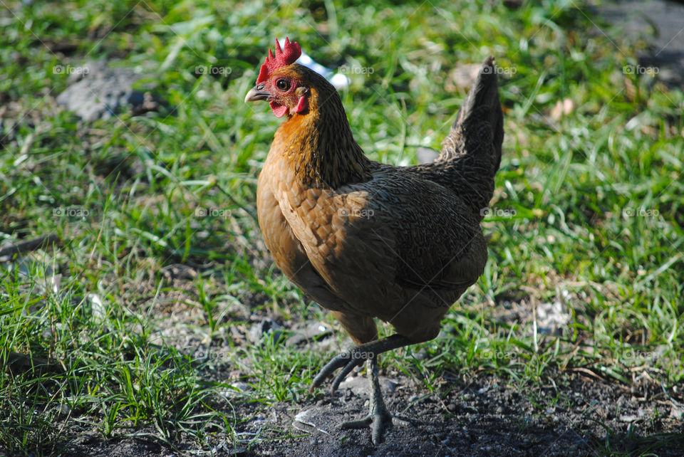 Hen looking at the photographer 