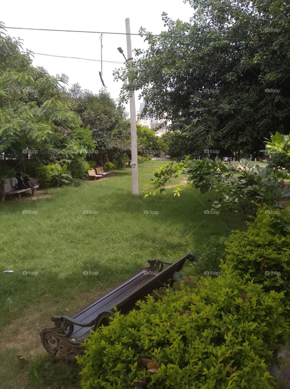 green shurb small size looks very beautiful generally found everywhere seasonal fresh