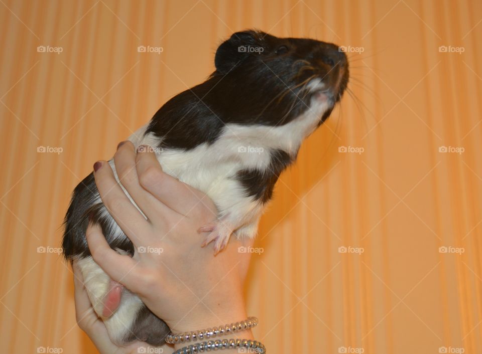 Person holding guinea pig