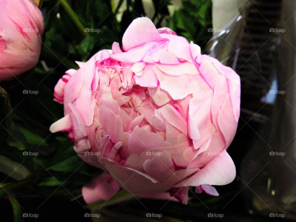 Peony