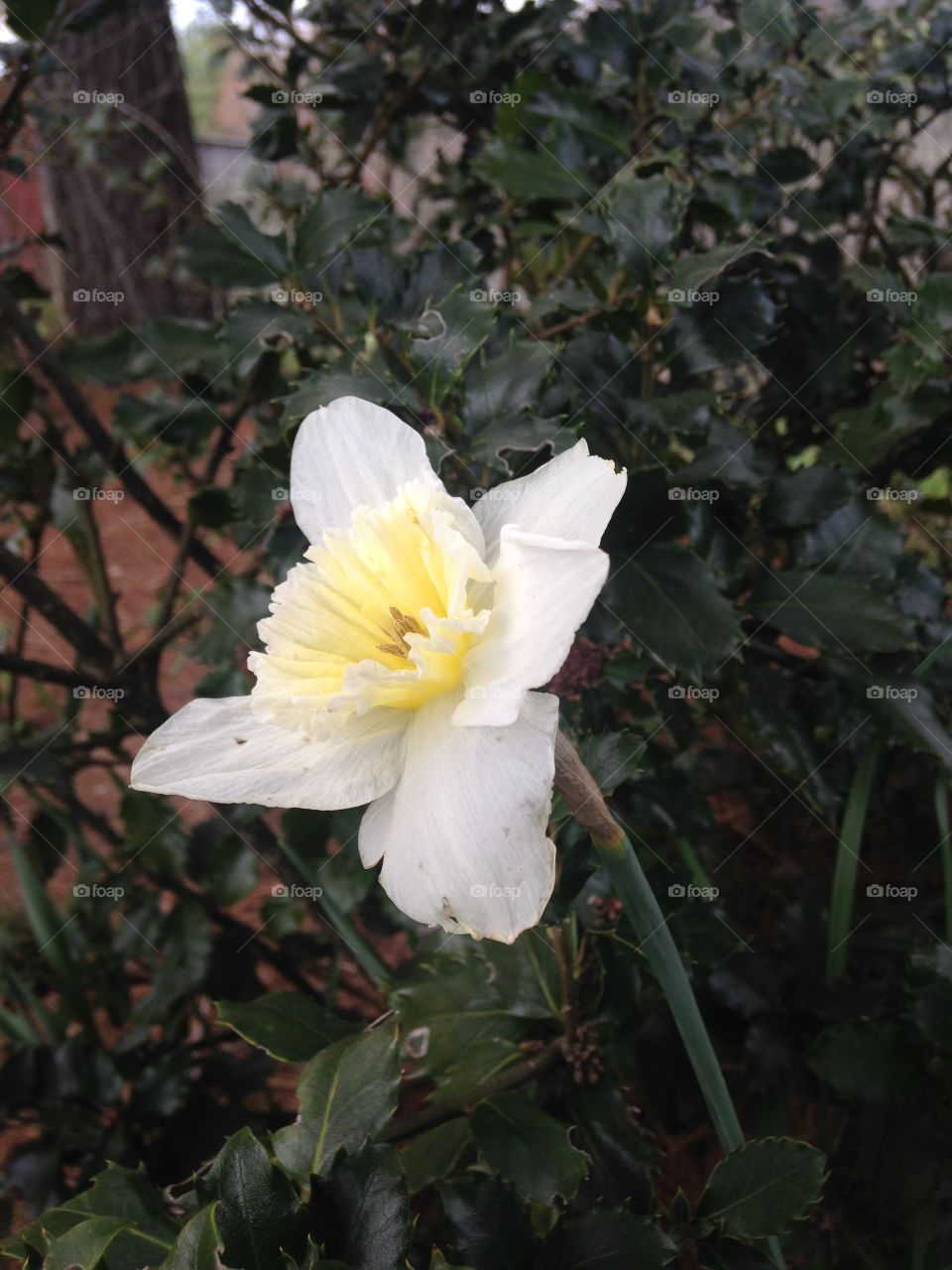 Diamond in the Rough