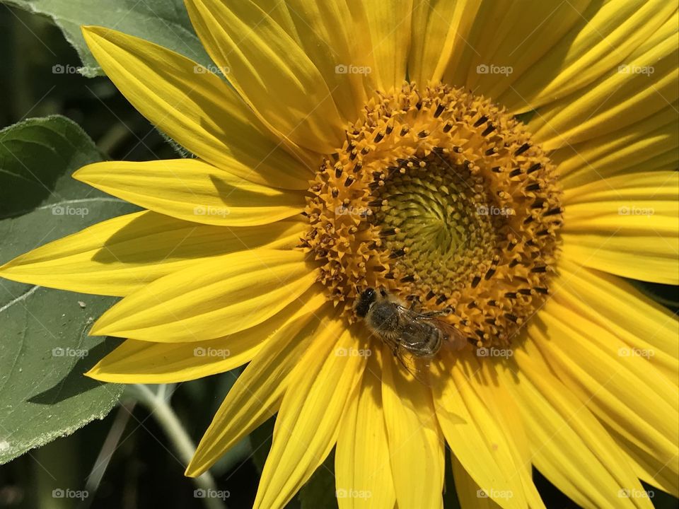 Sunflower Bee 