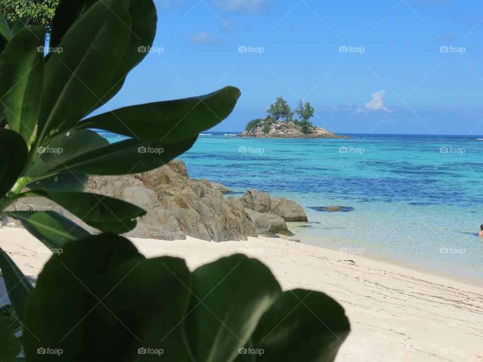 Close-up of Seychelles at beach